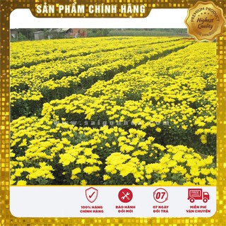 Hạt Giống Hoa Cúc Su Si Mix (50 hạt )