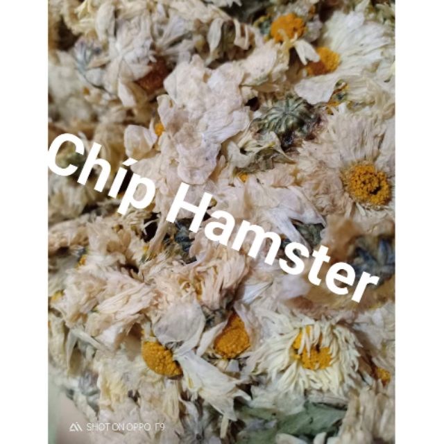 Hoa cúc sấy (Hamster)