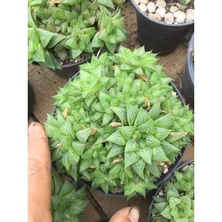 Sen đá dòng hoawthi nhiều cây