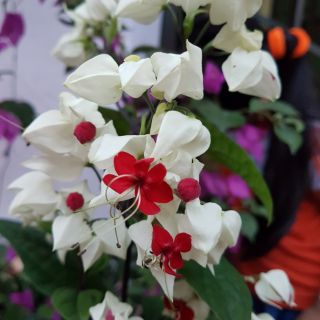 Set 2 cây Hoa ngọc nữ(cây giống có hoa luôn như hình 2)