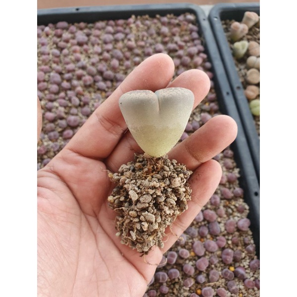 500g Giá thể sen mông, lithops, thạch lan | Thoát nước siêu tốt, ra rễ cực nhanh