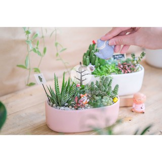 Chậu du thuyền trồng mix sen đá và xương rồng (Chưa bao gồm tiểu cảnh, có thể mix tùy ý)