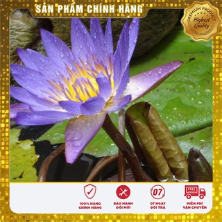 Hạt Giống Súng Nước Mini Thái Lan(05 hạt)