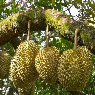 Bột Sầu Riêng Trivie