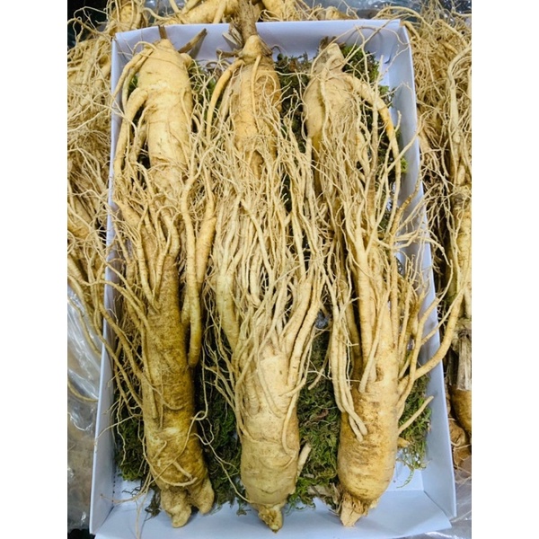 NHÂN SÂM TƯƠI HÀN QUỐC 6 NĂM TUỔI LOẠI 6 CỦ/KG~HÀNG CHUẨN NHƯ HÌNH_ĐẠI BỔ NGUYÊN KHÍ