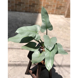 Trầu Bà Kiếm Bạc | Philodendron Hastatum