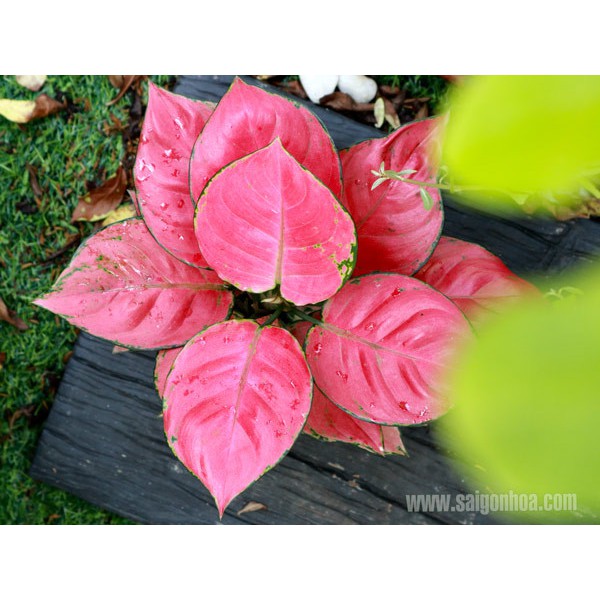 Cây Hồng Phát Lộc