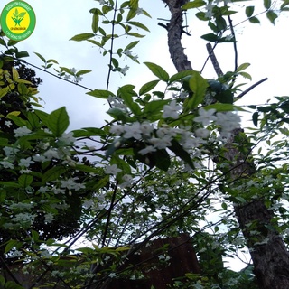 cây mai chiếu thuỷ cao 25-30 cm