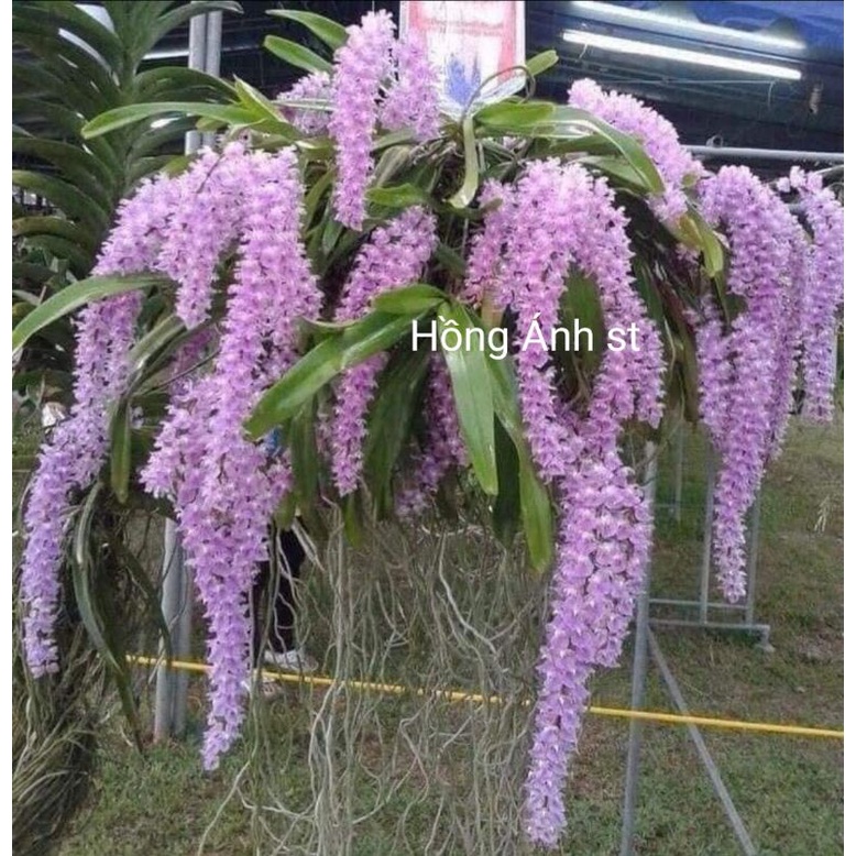 Lan đuôi cáo thơm, dễ sống - ngọn to đã hoa