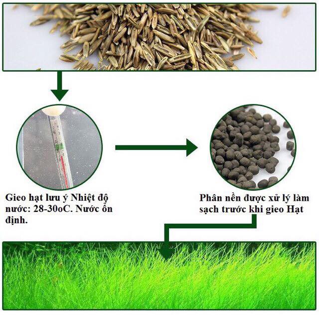 Hạt giống thuỷ sinh cỏ ngưu mao chiên lùn xòe, lá dài cỏ thực vật bể cá