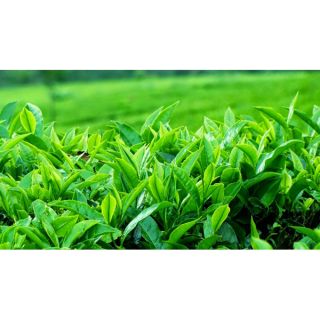 Chè búp xanh Thái nguyên 200g