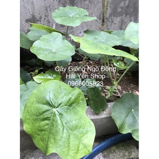 Cây Ngô Đồng Phong Thuỷ Tốt Lành