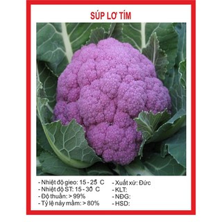 Hạt giống súp lơ tím ( bông cải tím ) - Gói 20 hạt - STHG2