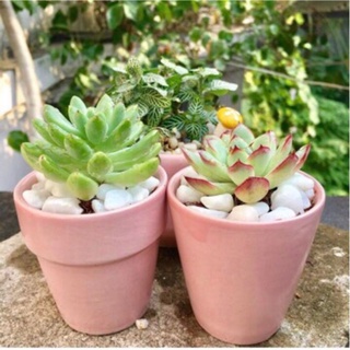 CHẬU SỨ MIỆNG VÀNH [ MÀU NGẪU NHIÊN ]