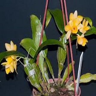 Hoa phong lan - kiều dẹt (khóm 3 cây,cao 35cm, bộ rễ khỏe)+ 700g phân thỏ hữu cơ