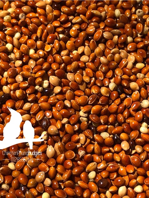 1kg kê bóng đỏ - kê đỏ hạt to [thức ăn: Chim Cảnh, Cu Gáy, Yến Phụng...]