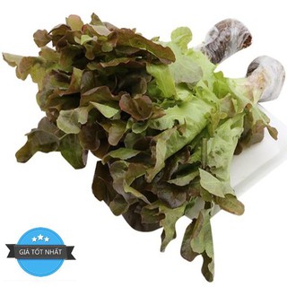 Hạt giống xà lách sồi đỏ okaleaf 50 hạt