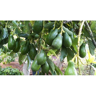Cây giống Bơ booth 6 tháng ra trái