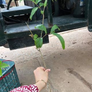 COMBO 2 CÂY BẰNG LĂNG TÍM 110K