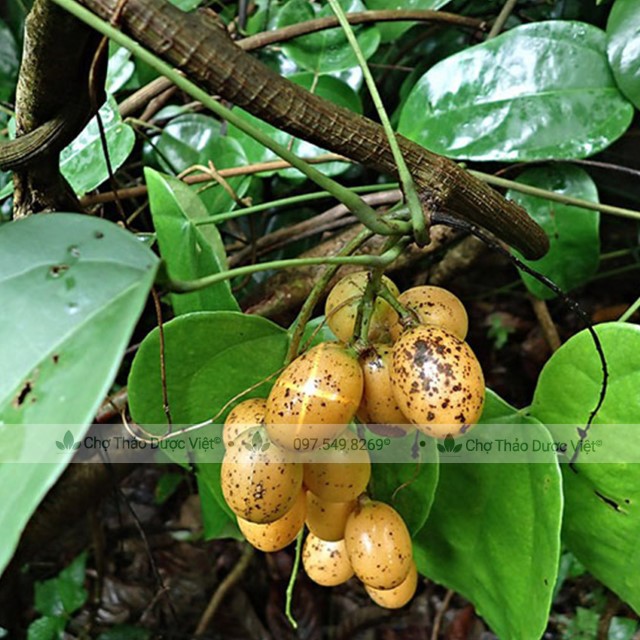 500g Hoàng Đằng