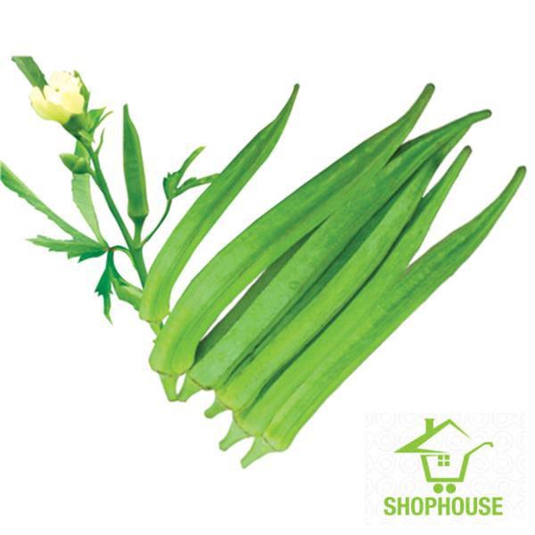 shophouse 40 Hạt giống quả Đậu bắp Xanh  SHOP HOUSE  TẾT KHUYẾN MẠI