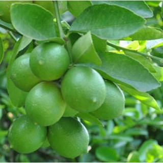 CÂY CHANH TỨ QUÝ KHÔNG HẠT CHIẾT CÀNH KHOẢNG 1 NĂM CHO QUẢ CAO, CÓ ẢNH THẬT - Màu xanh lá nhạt