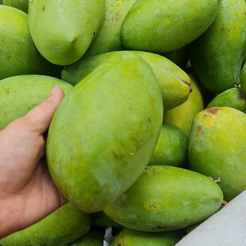 Xoài keo, xoài tứ quý làm gỏi ăn sống