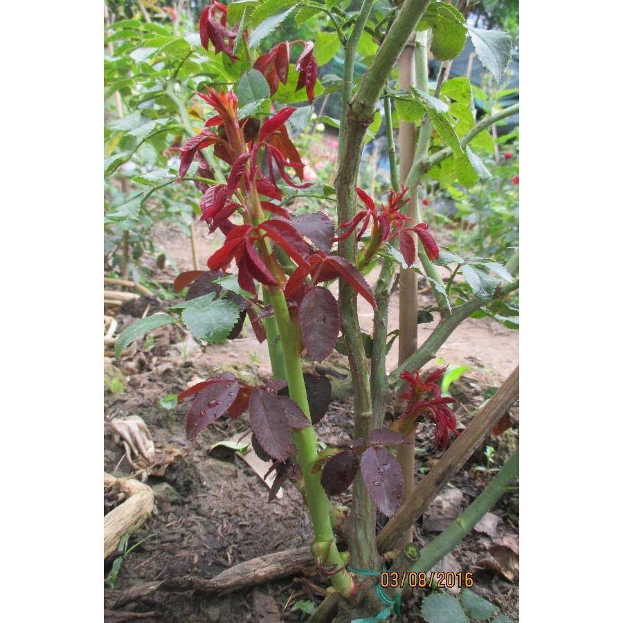 Keiki Duy Pro - Keiki Duy Spray Thuốc Kích Mầm, Kích Chồi