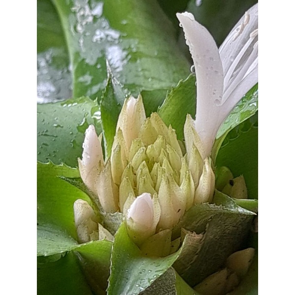 Cây sao thổ - hoa thơm   mang lại sự may mắn.