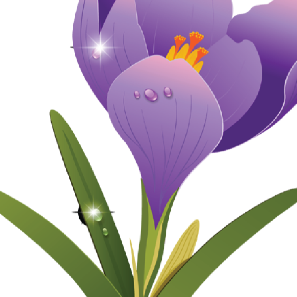 Saffron Shop Care