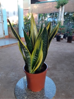 Lưỡi hổ thái