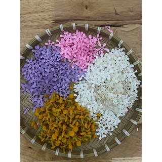 sét hoa cúc tana 100 bông màu trắng