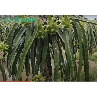 Phân hữu cơ DUCANORGANIC can tưới gốc 5lit