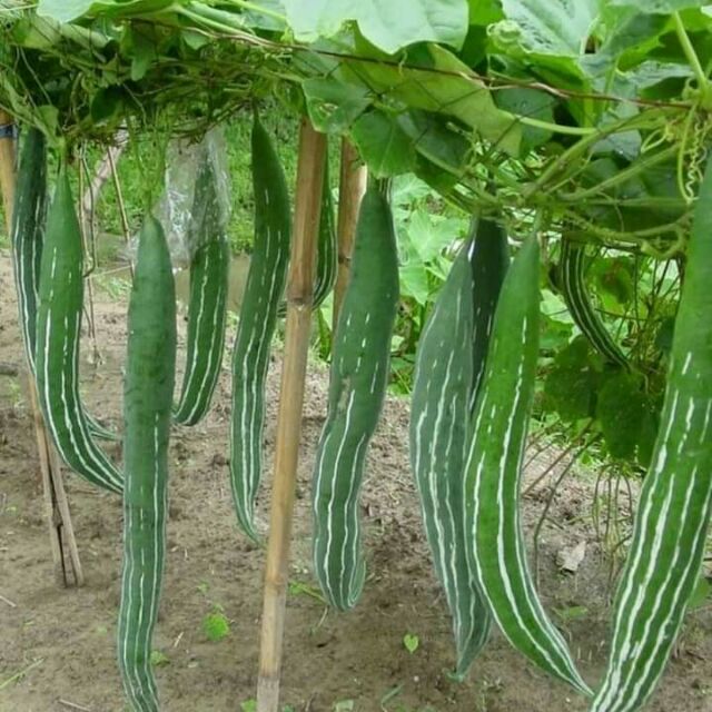 Mướp rắn dài thái lan