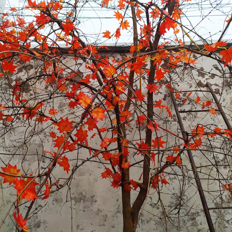 Dây Lá Phong Nhân Tạo Dài 2.3m Dùng Trang Trí Tường