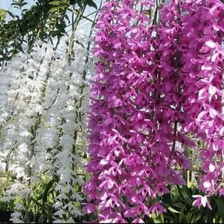 Hoa lan giả hạc Hawaii trắng