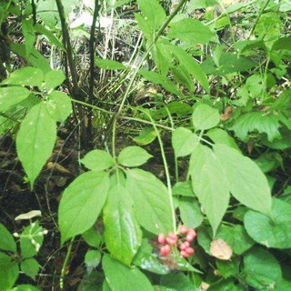 Hạt giống nhân sâm hàn quốc