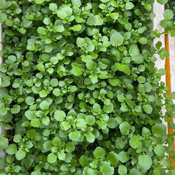800h Hạt Giống Cải Xoong Miền Núi Upland - TaNe Garden