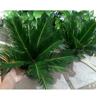 Chậu cây thiên tue vạn tue ( cao 30-50cm )