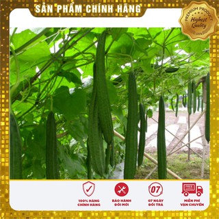 Hạt Giống Mướp Khía Thái Lan(10 hạt)