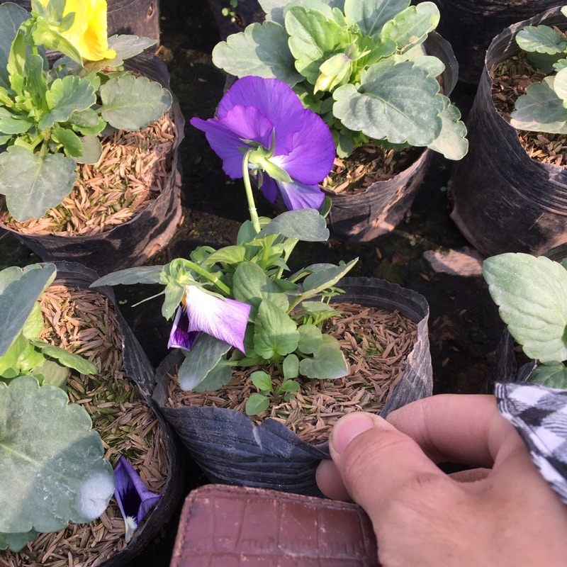 Hoa Pansy Trồng Sẵn Đã Sẵn Hoa Và Nụ