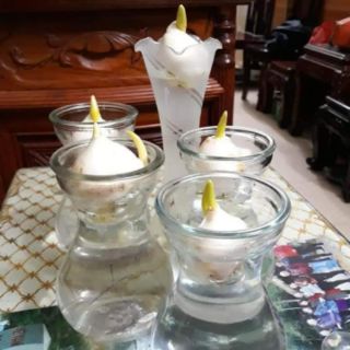 Tuy lip hoa tết