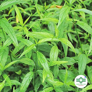 Cây xương khỉ 1kg T070