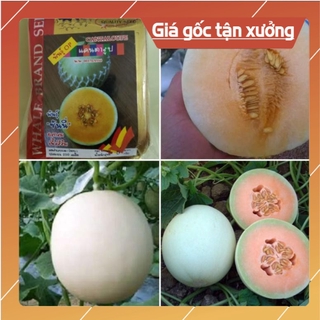 [ Hạt Giống Xịn ]  250H- Hạt giống dưa lê Cẩm Ngọc ruột cam siêu ngọt Thái Lan