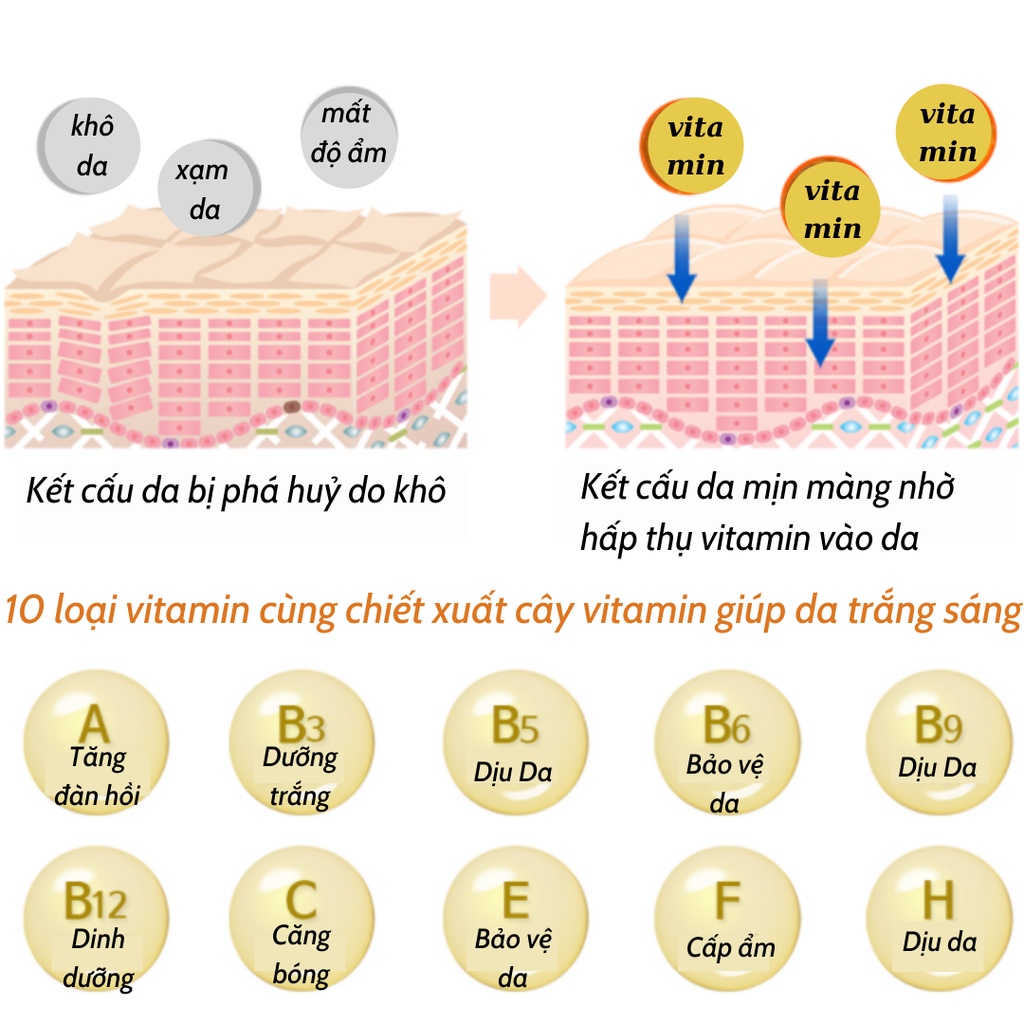 Kem Dưỡng Trắng Ban Đêm Siskeli Collagen V10 55ml - KOBE YOUNG
