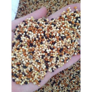 Hạt cỏ thái ngũ sắc 1kg