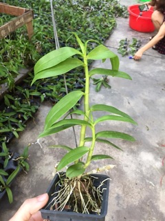 Lan giả hạc