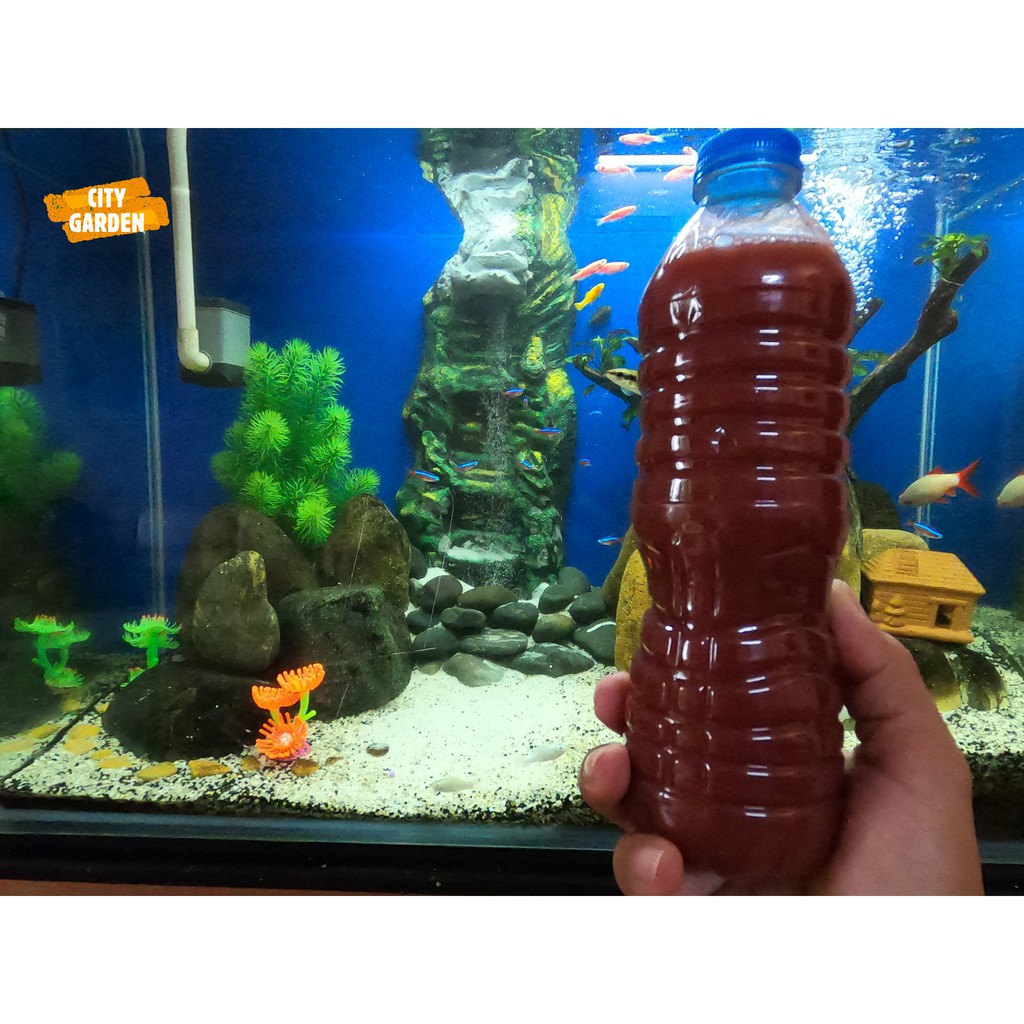 500ml Vi khuẩn PSB, vi khuẩn quang hợp, vi sinh tươi (HÀNG MÀU ĐỎ ĐẬM)