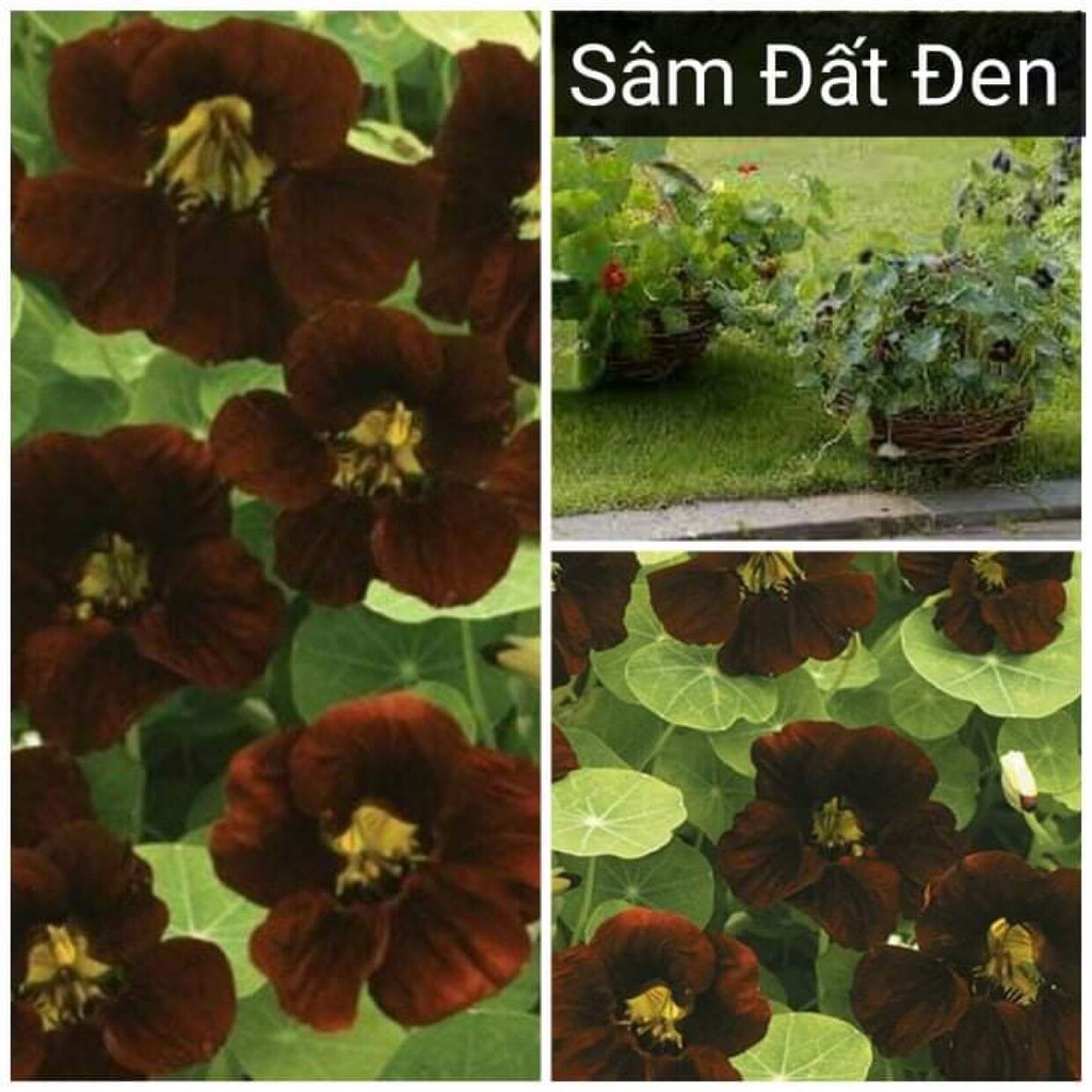 Hạt Giống Hoa Sen Đá Sâm (200 Hạt) Đá Huyền Sâm Nhập Khẩu Ấn Độ, Nảy Mầm >80%