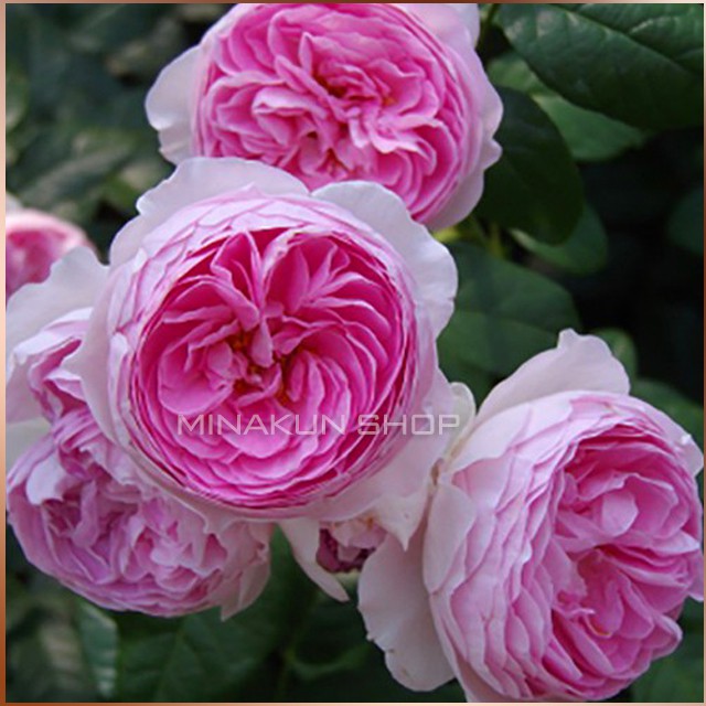 Hoa hồng ngoại Mon Coeur xinh xắn MinaKun Shop